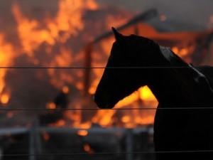 horse fire