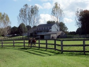 A good horse neighbor