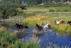A herd of horses running through a pond on a horse property