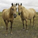 The American Quarter Horse is North America’s Most Popular Horse Breed