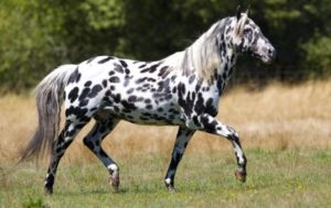 Appaloosa Horse